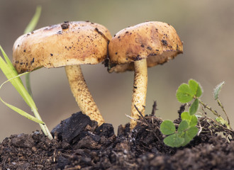 Pholiota brunnescens mushroom ce orange color that grows on traces of burnt vegetation