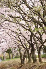 Fototapeta premium 桜