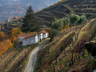 Fototapeta na wymiar Douro Valley, Viseu District, Northern Portugal, Portugal