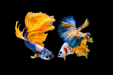 Gordijnen Het ontroerende moment mooi van gele en blauwe siamese betta vis of fancy betta splendens vechten vis in thailand op zwarte achtergrond. Thailand noemde Pla-kad of halve maan bijtende vis. © Soonthorn