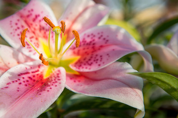 Fototapeta na wymiar closeup of a pink lily with a blurred background 
