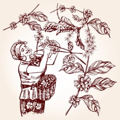 Coffee harvesting.Woman collects coffee fruit. Vintage illustration
