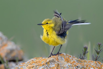 Yellow Wagtail Perched