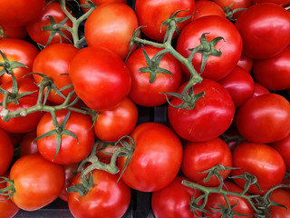 fresh red tomatoes