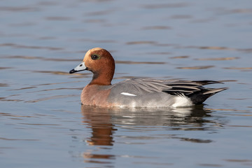 Wigeon Swimming