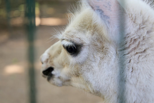 Llama with big eyes close-up.