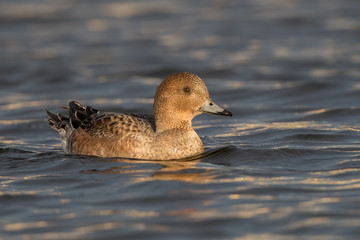 Wigeon Swimming