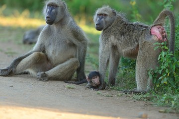Family of baboons on a gravel road by the grass covered fields and plants