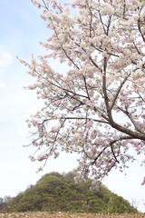 さくら