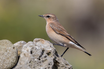 Wheatear Perched on Rock