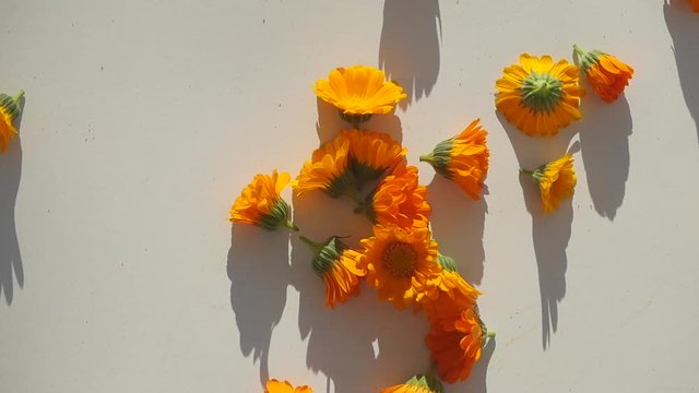 Closeup view of calendula heads falling on the table in slow motion