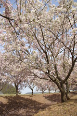 Obraz premium サクラ