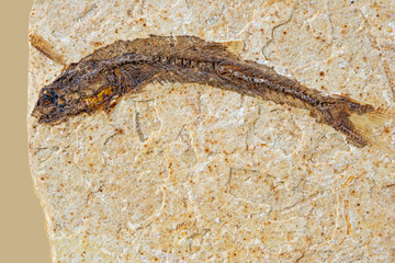 The fossil of a fish on a limestone slab. Concept: fossils