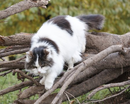 The Cat Jumping Down