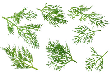 fresh green dill isolated on white background. top view