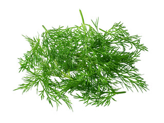 bunch fresh green dill isolated on white background