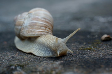 snail on stone