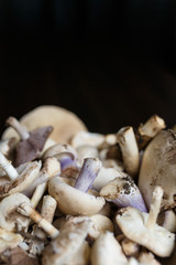 Raw champignons and tricholoma standing on black wooden table. Healthy organic vegetarian food. Diet, nutrition, eating habits concept. Copy space, vertical shot.
