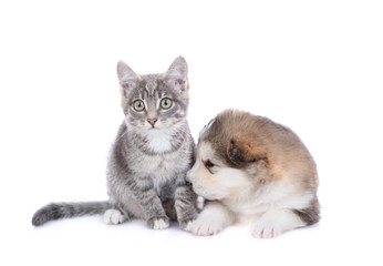Obraz premium Malamute puppy with a kitten on white background