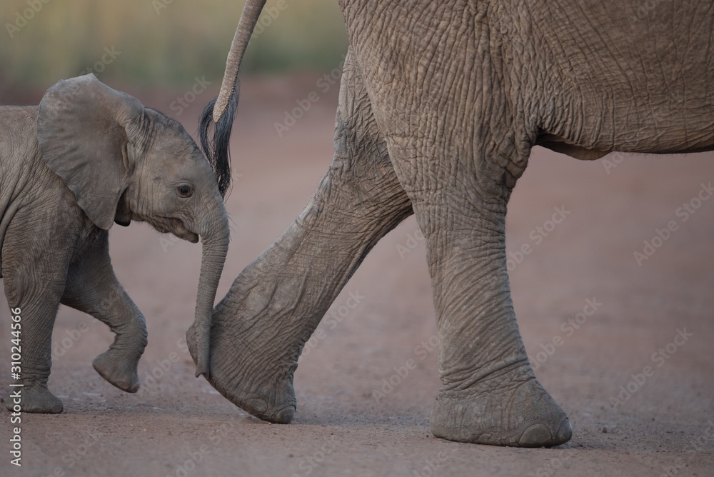 Poster Closeup shot of a baby elephant walking near its mother