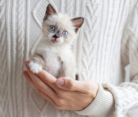 Little cut kitten on hand