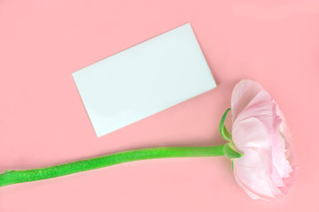 delicate pink rose on a pink background. soft focus