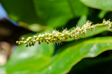 Blossom Of Malabar-almond
