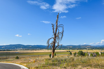 A solitary dying tree leans to the side on a hill overlooking the Spokane Valley and mountains in...
