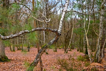 Paysage d'automne en Forrêt