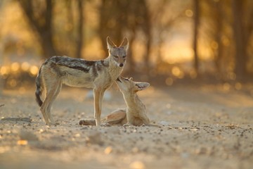 Beautiful black-backed sand foxes in the forest near the trees