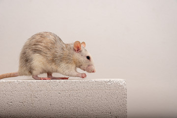 White-grey pet rat climbing onto a gas concrete brick to feed on block.