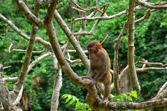 The rhesus macaque monkey (Macaca mulatta), Nanwan Monkey Island, China	