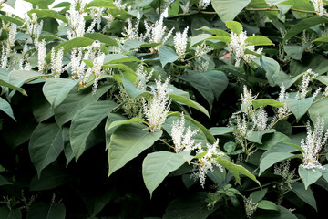 Weiße Blüten des Japanischen Knöterichs, Fallopia japonica,