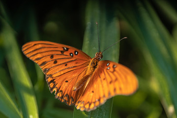 Fototapeta na wymiar orange spread wings butterfly