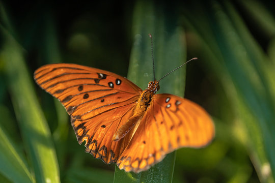 orange spread wings butterfly
