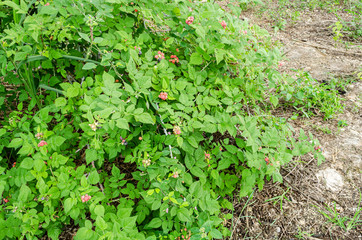 Black Raspberry Tree Branches