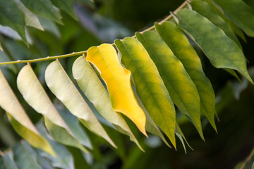 Fototapeta na wymiar tropical plant leaves
