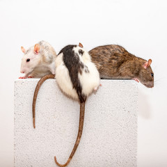 Three pet rats sitting on a white gas concrete block and looking for a way down