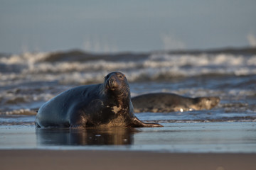 Halichoerus grypus, Grey seal at the seas edge