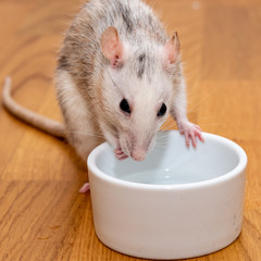 White and grey pet rat getting water with her hand from a white bowl