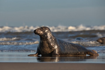 Halichoerus grypus, Grey seal at the seas edge