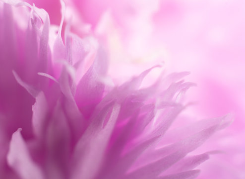 Extreme macro shot of blurred petals of beautiful bright pink flowers (copy space on the right for your text), soft focus