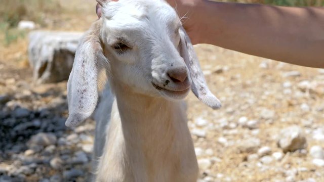 Man stroking goatling resting in an olive groove in Turkey