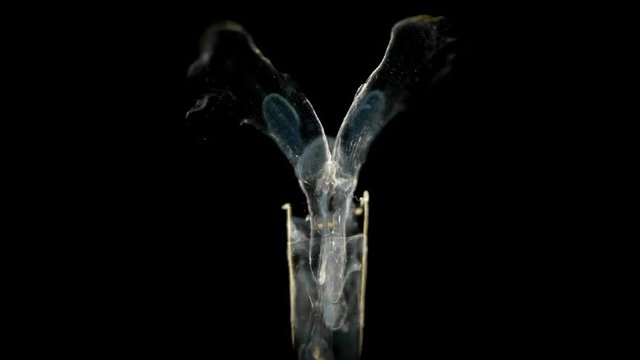 swimming snails or Sea Butterflies under the microscope. Creseidae families, Order Pteropoda, are small sea snails that live in the water near the surface, feeding on plankton, they are also called gl