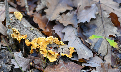 Champignon