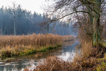 Rzeka Supraśl, Puszcza Knyszyńska, Grudniowy ciepły dzień, Ocieplenie klimatu