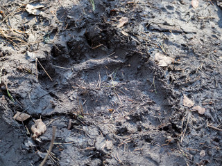 Trace d'ours brun au sol - Estonie