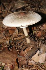 Parasolpilz, Riesenschirmling, Macrolepiota procera,