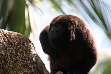 Howler monkey on a tree in Costa Rica