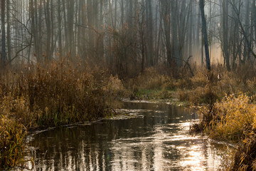 Fototapeta na wymiar Rzeka Supraśl, Puszcza Knyszyńska, Grudniowy ciepły dzień, Ocieplenie klimatu